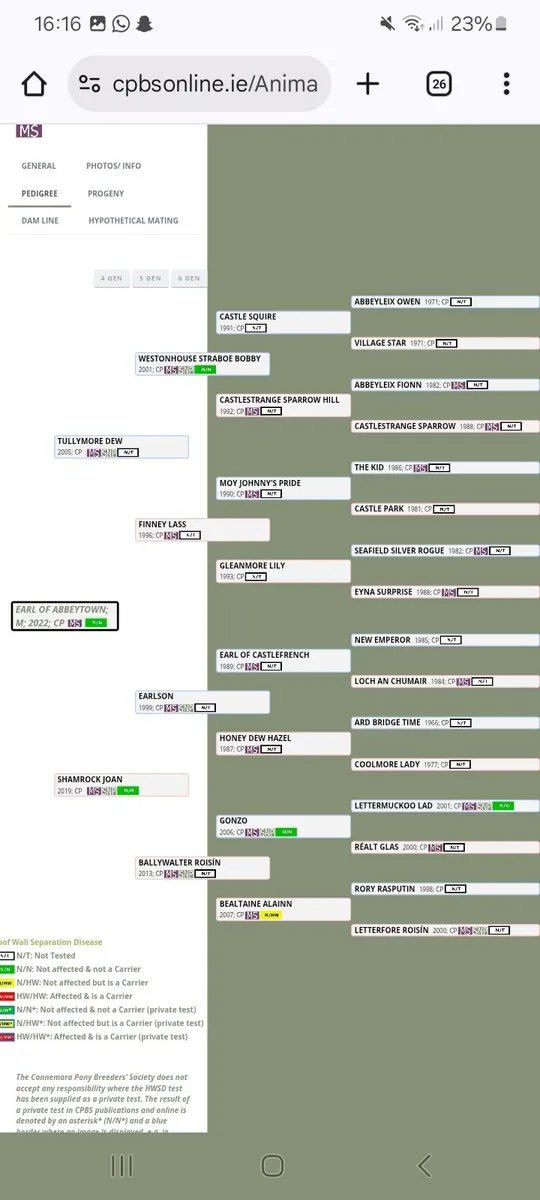 14.1 approx Connemara gelding - Image 3