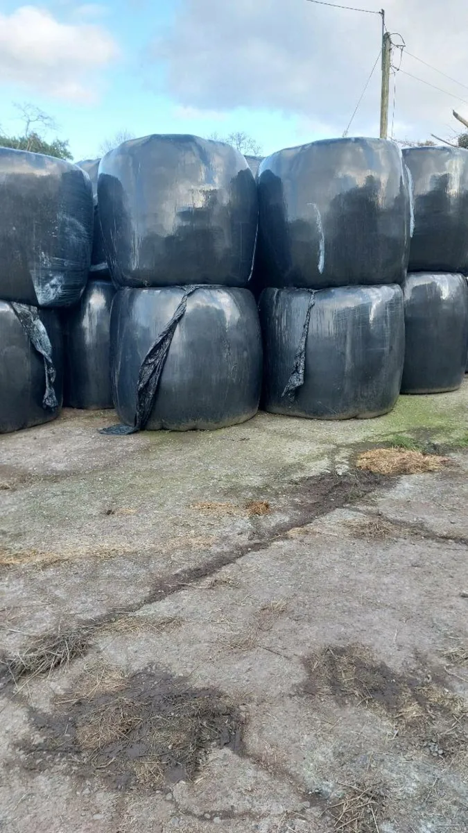 Silage bales - Image 1