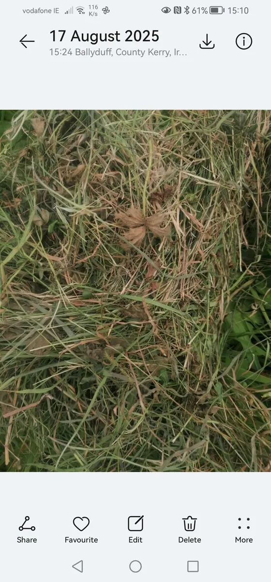Bales of silage - Image 1