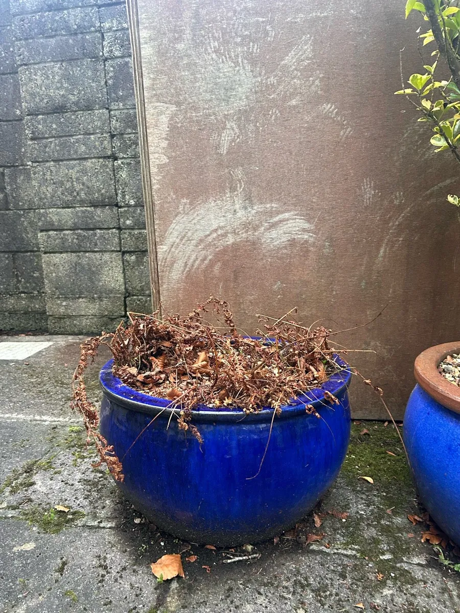 Plant pots - Image 1