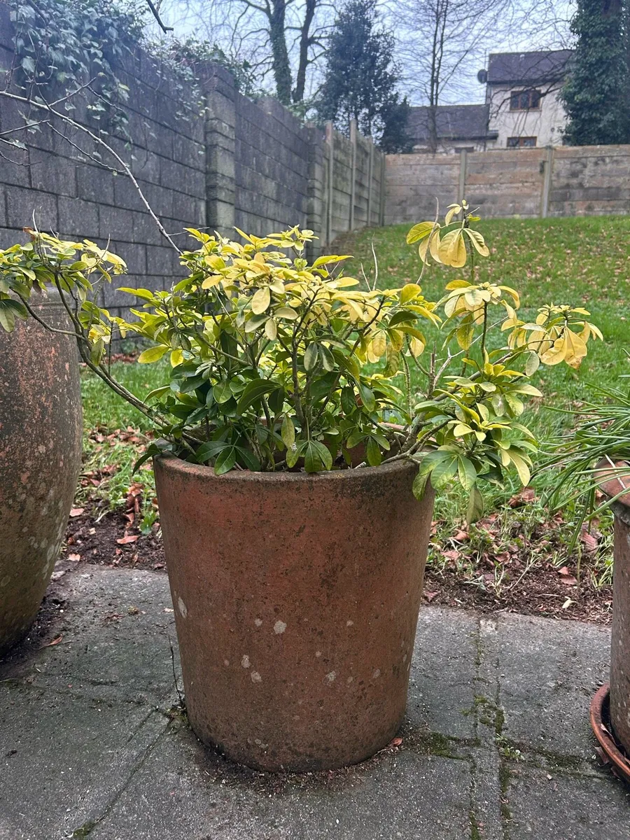 Plant pots - Image 4