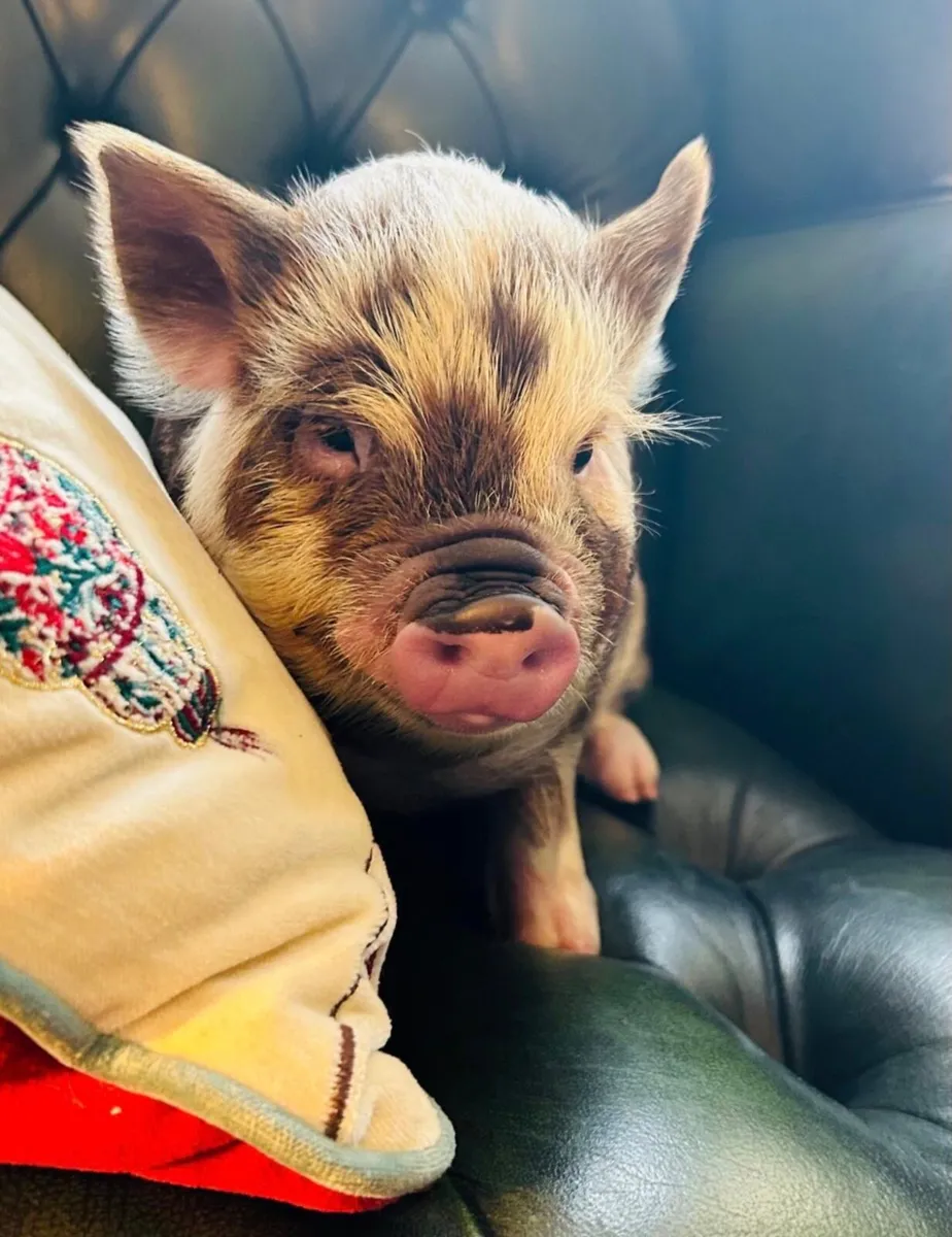 Kune kune piglets - Image 1