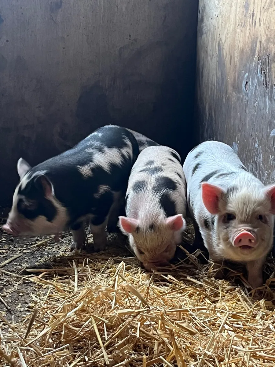 Kune kune piglets - Image 3
