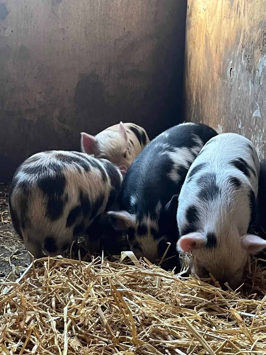 Kune kune piglets - Image 4