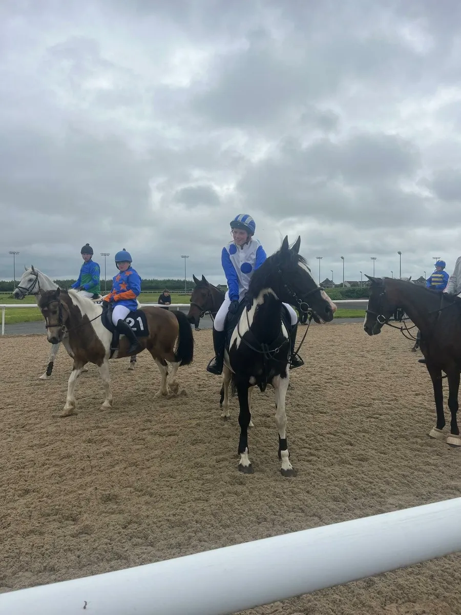 Lovely Pony Club/Riding Club allrounder - Image 1