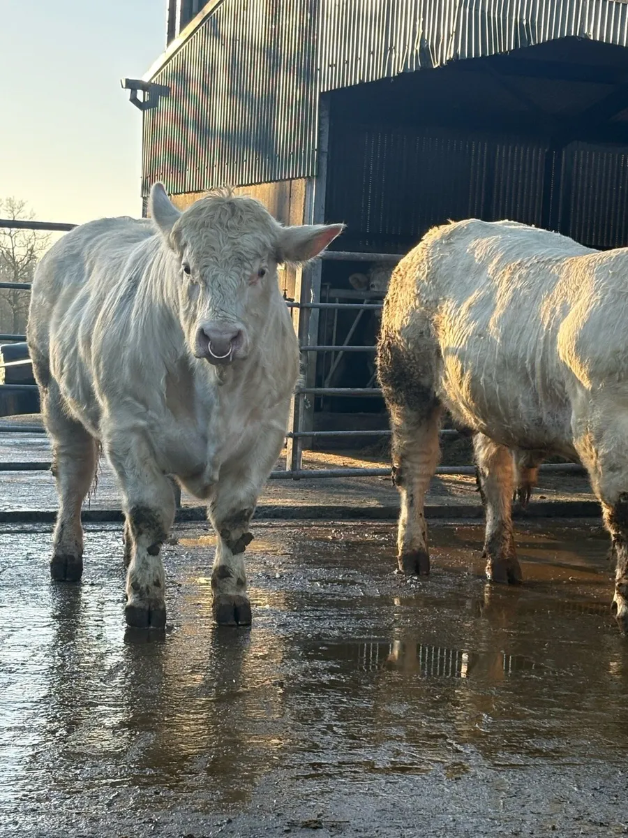 5 ⭐️ PBR CHAROLAIS BULLS. - Image 1
