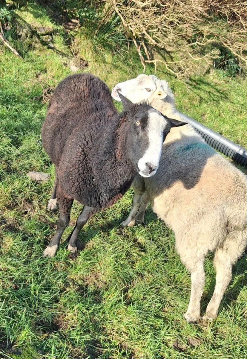 Zwartble Ram - Image 2