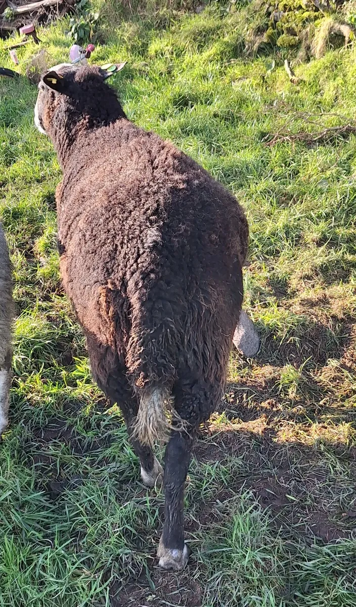 Zwartble Ram - Image 4