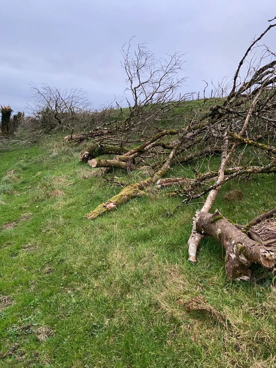 Firewood - Over 20 trees for Sale- Bantry Area - Image 2