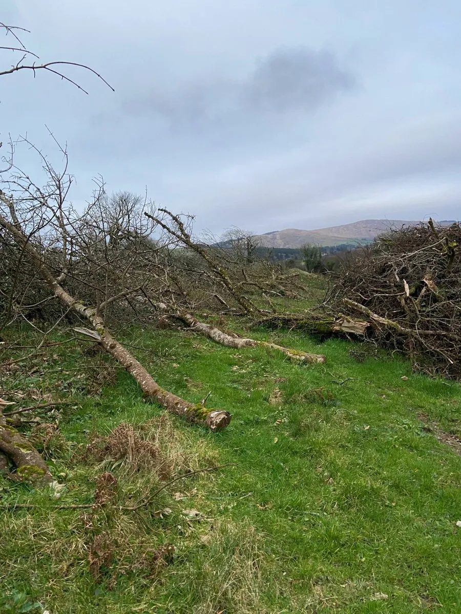 Firewood - Over 20 trees for Sale- Bantry Area - Image 3