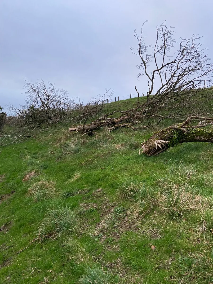 Firewood - Over 20 trees for Sale- Bantry Area - Image 4