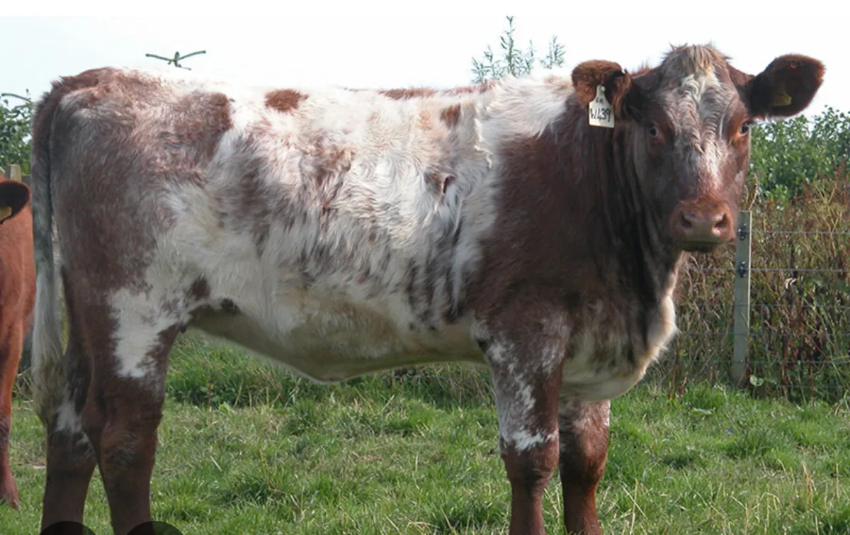 Wanted: Pedigree Shorthorn Heifer - Image 2