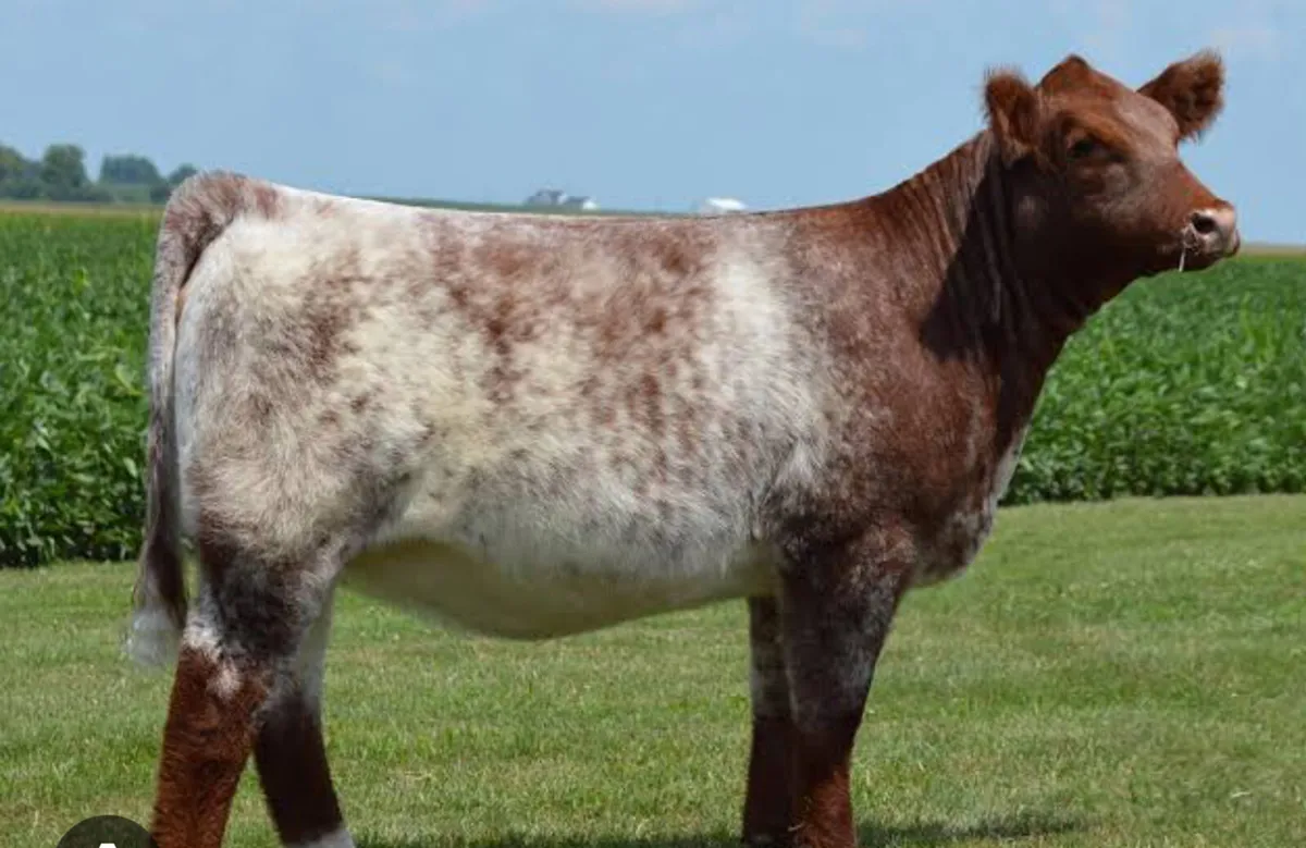 Wanted: Pedigree Shorthorn Heifer - Image 1