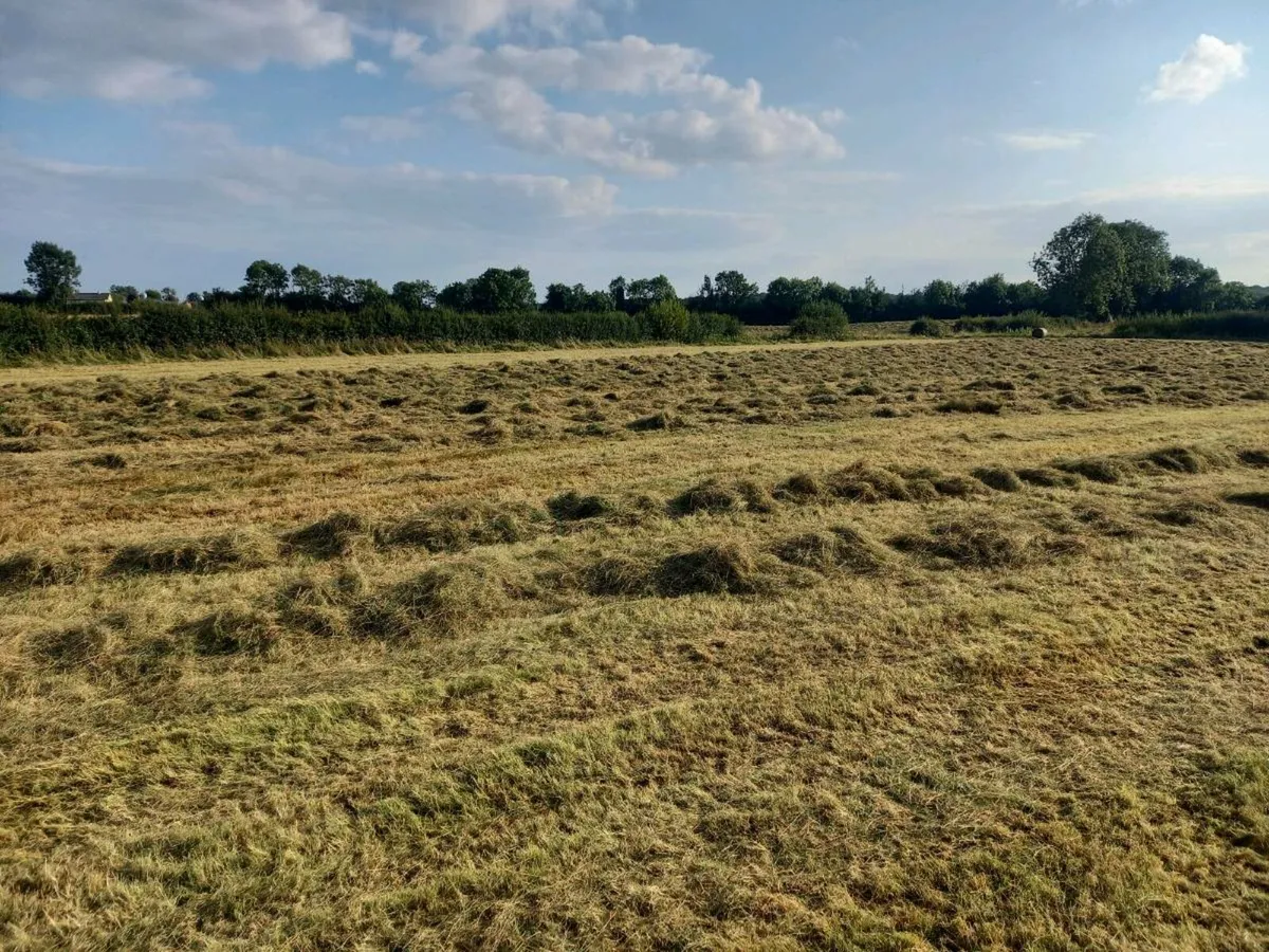 Haylage 11 bales Organic - Image 2