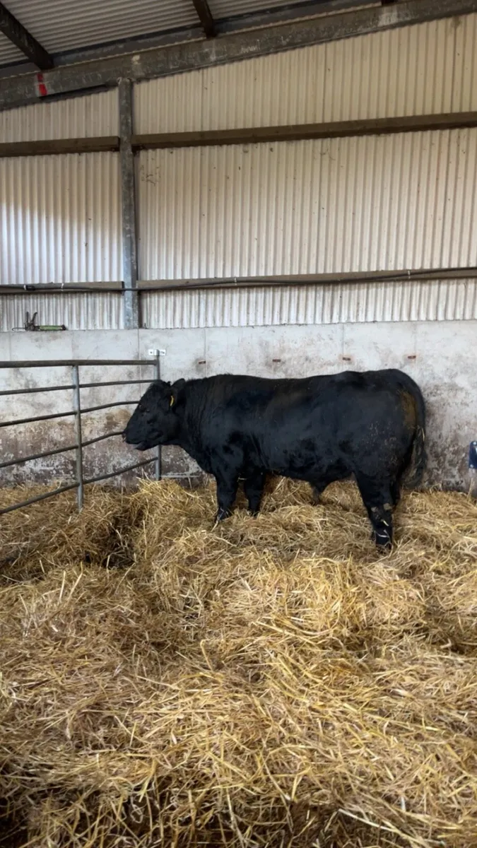 Purebred Aberdeen Bull - Image 1