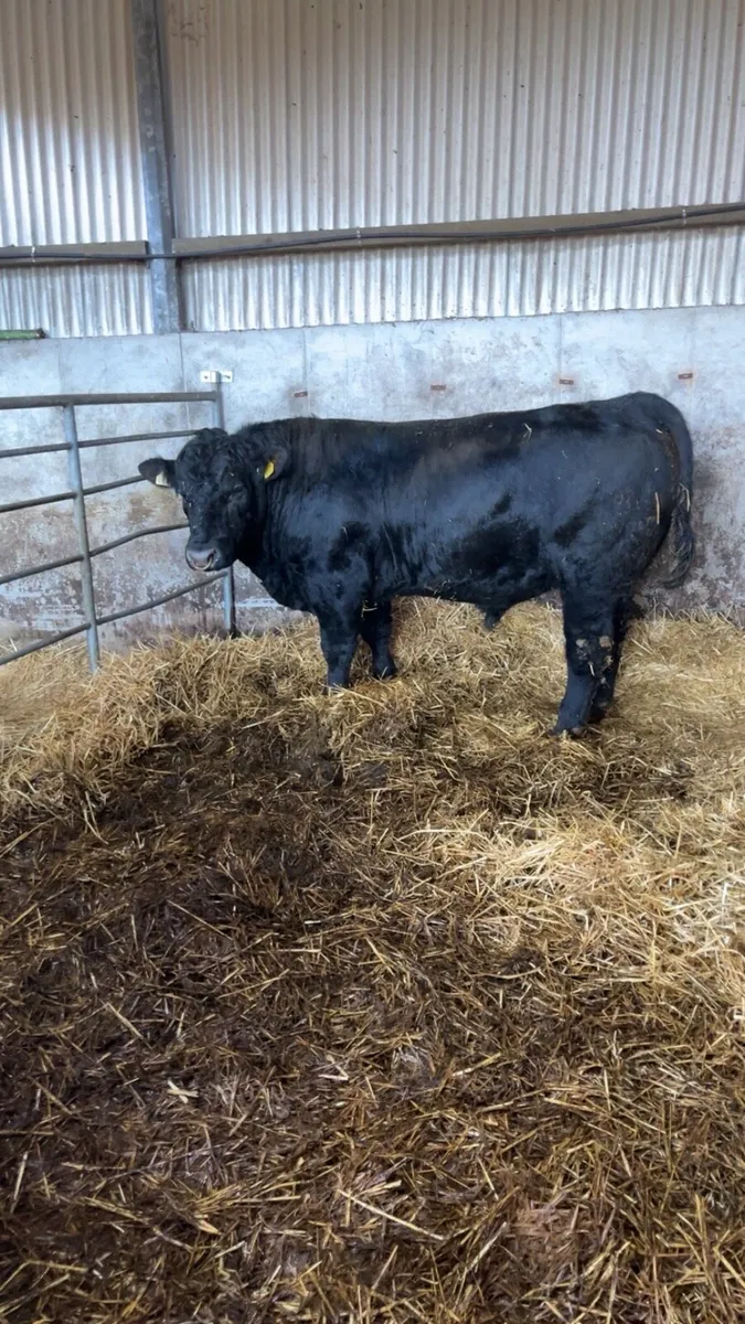 Purebred Aberdeen Bull - Image 3