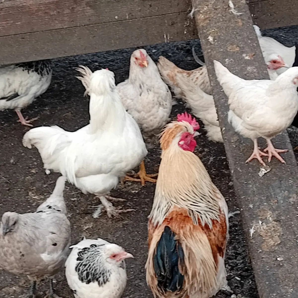 Poultry chickens hens roosters - Image 2