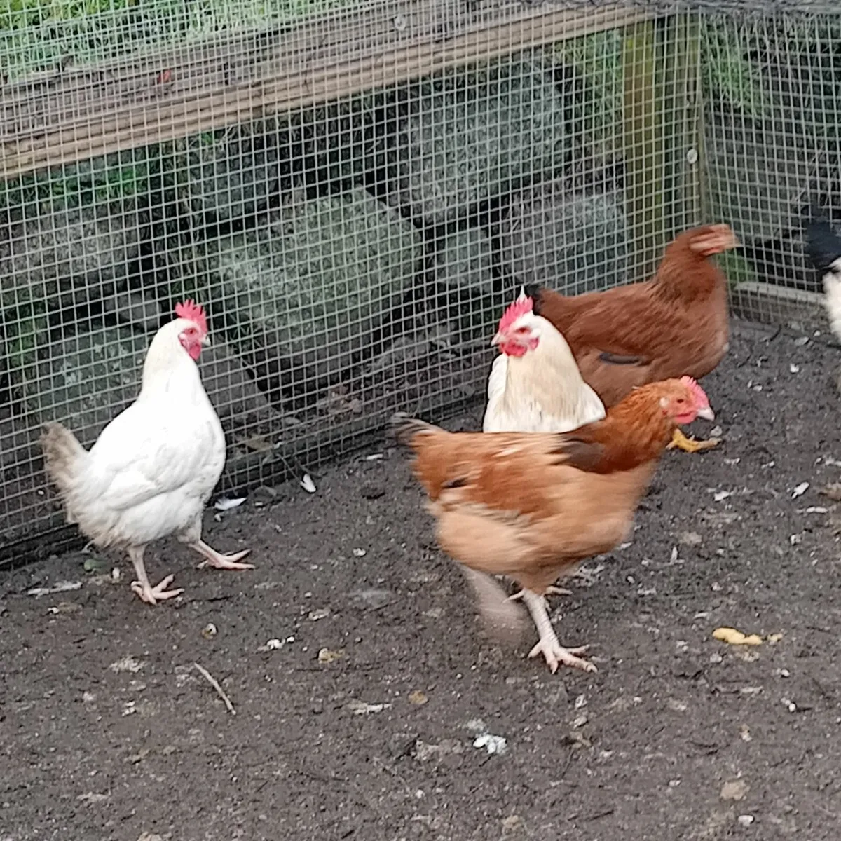 Poultry chickens hens roosters - Image 3