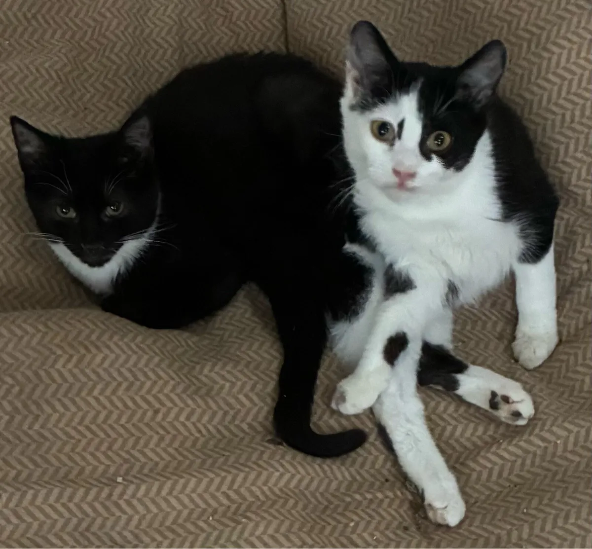 Catstrust adoption and protection. Rescued . - Image 3