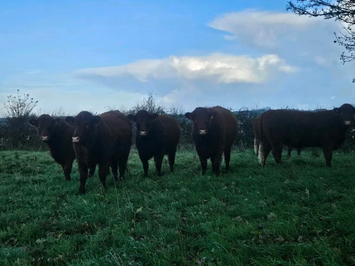 Incalf heofers - Image 1