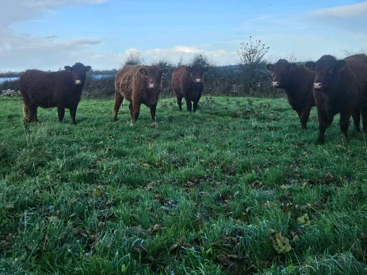 Incalf heofers - Image 3