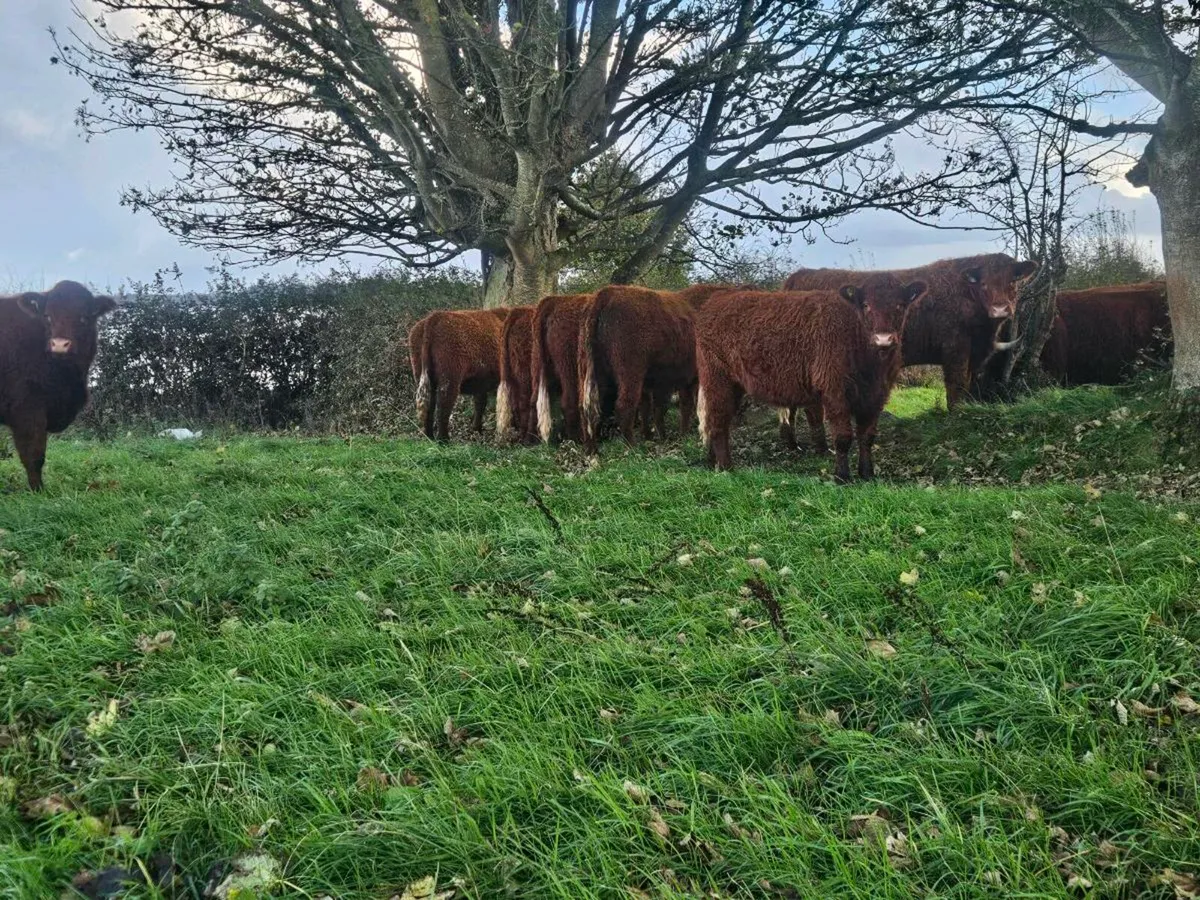 Incalf heofers - Image 4