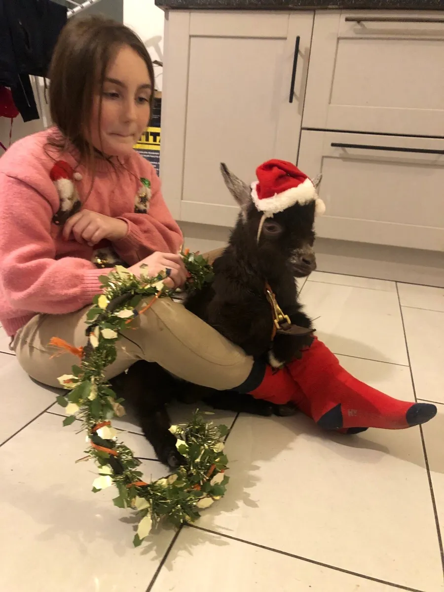 Pygmy castrated male pet - Image 3