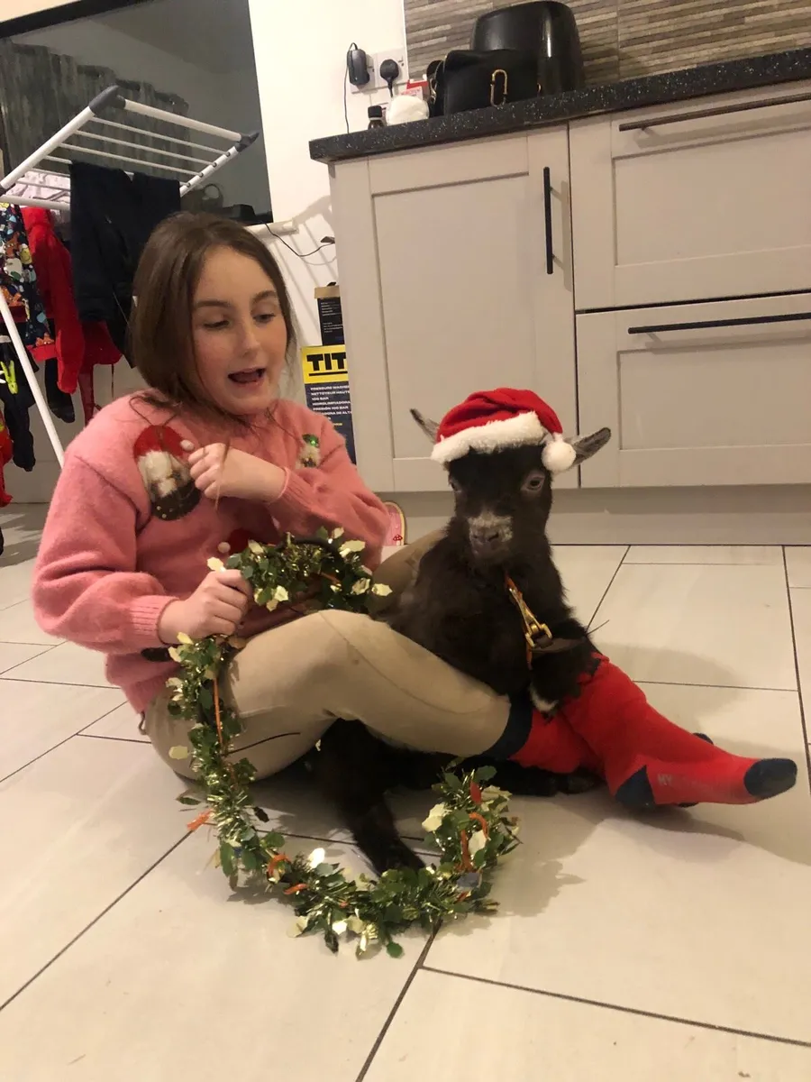 Pygmy castrated male pet - Image 2