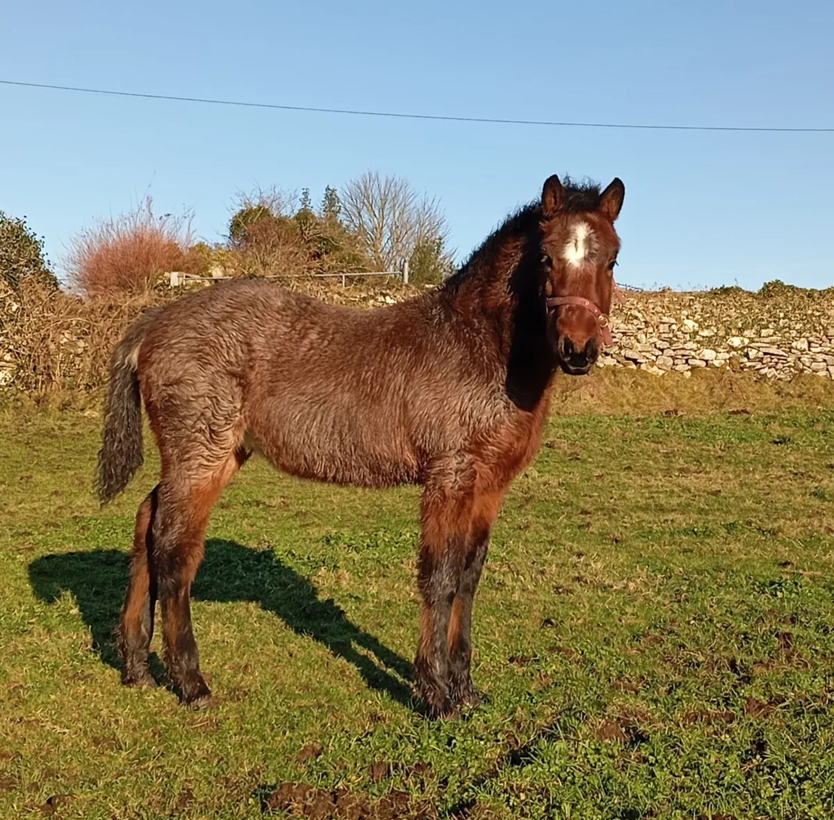 Final Price Drop - Bohola Mirah Connemara Colt - Image 1