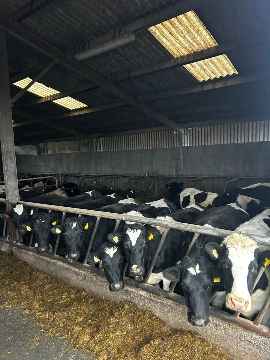 7 X British Friesian In-Calf Heifers - Image 1