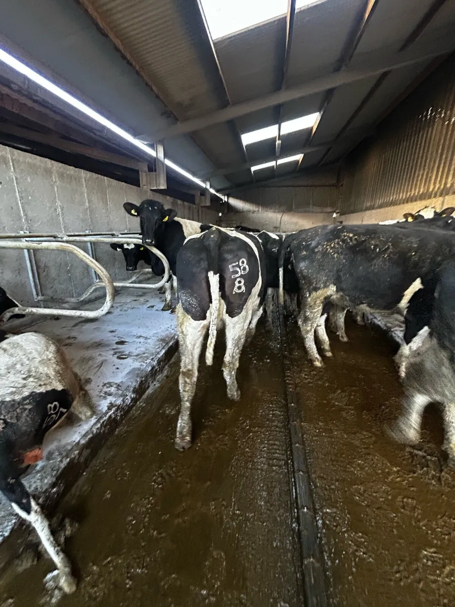 7 X British Friesian In-Calf Heifers - Image 4