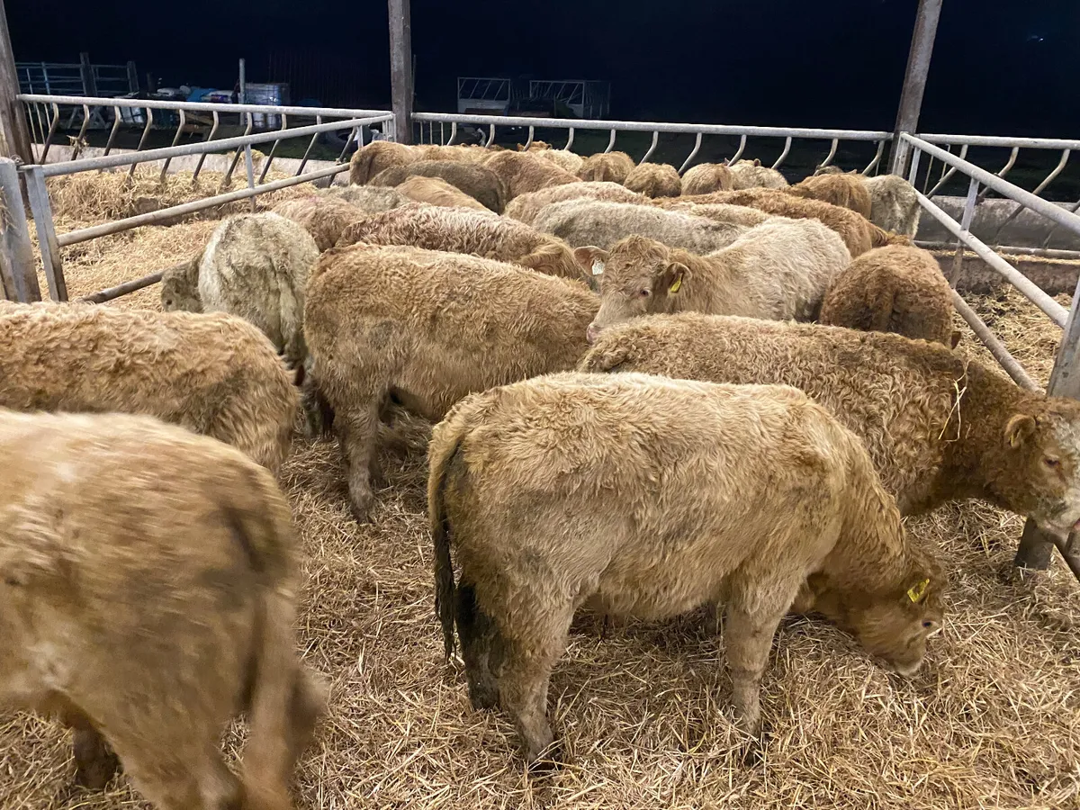 Charolais Heifers & Charolais Bullocks - Image 3