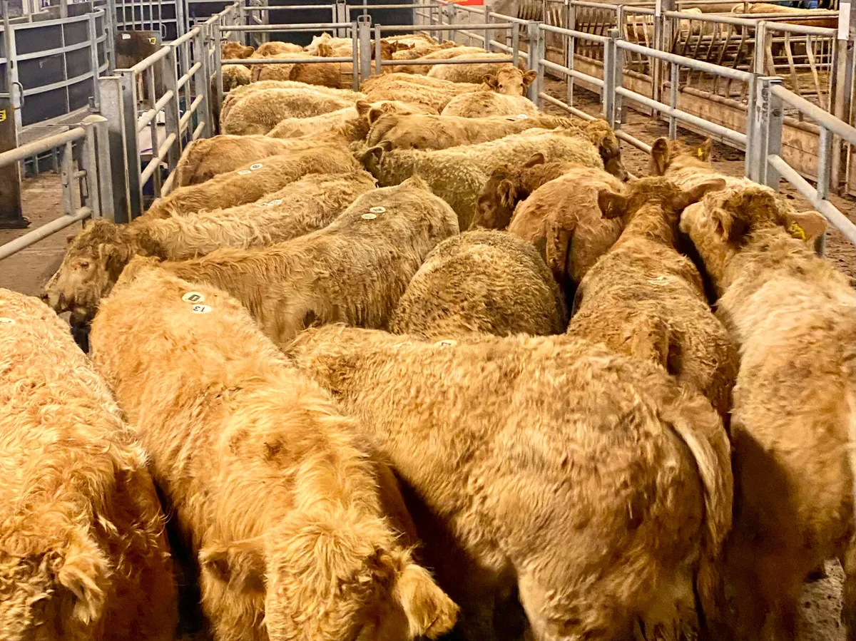 Charolais Heifers & Charolais Bullocks - Image 1