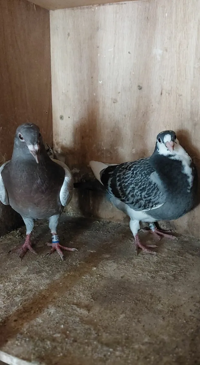 Racing Pigeons (Top Quality) - Image 3