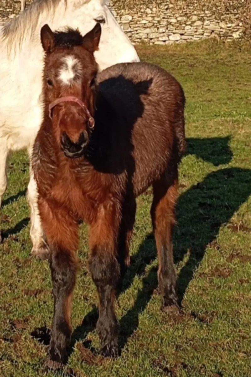 Final Price Drop - Bohola Mirah Connemara Colt - Image 4