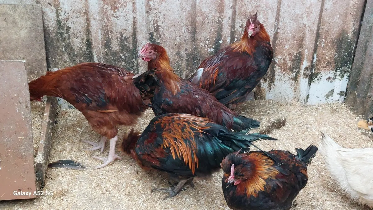 Shetland Pure Bread Young Roosters - Image 2