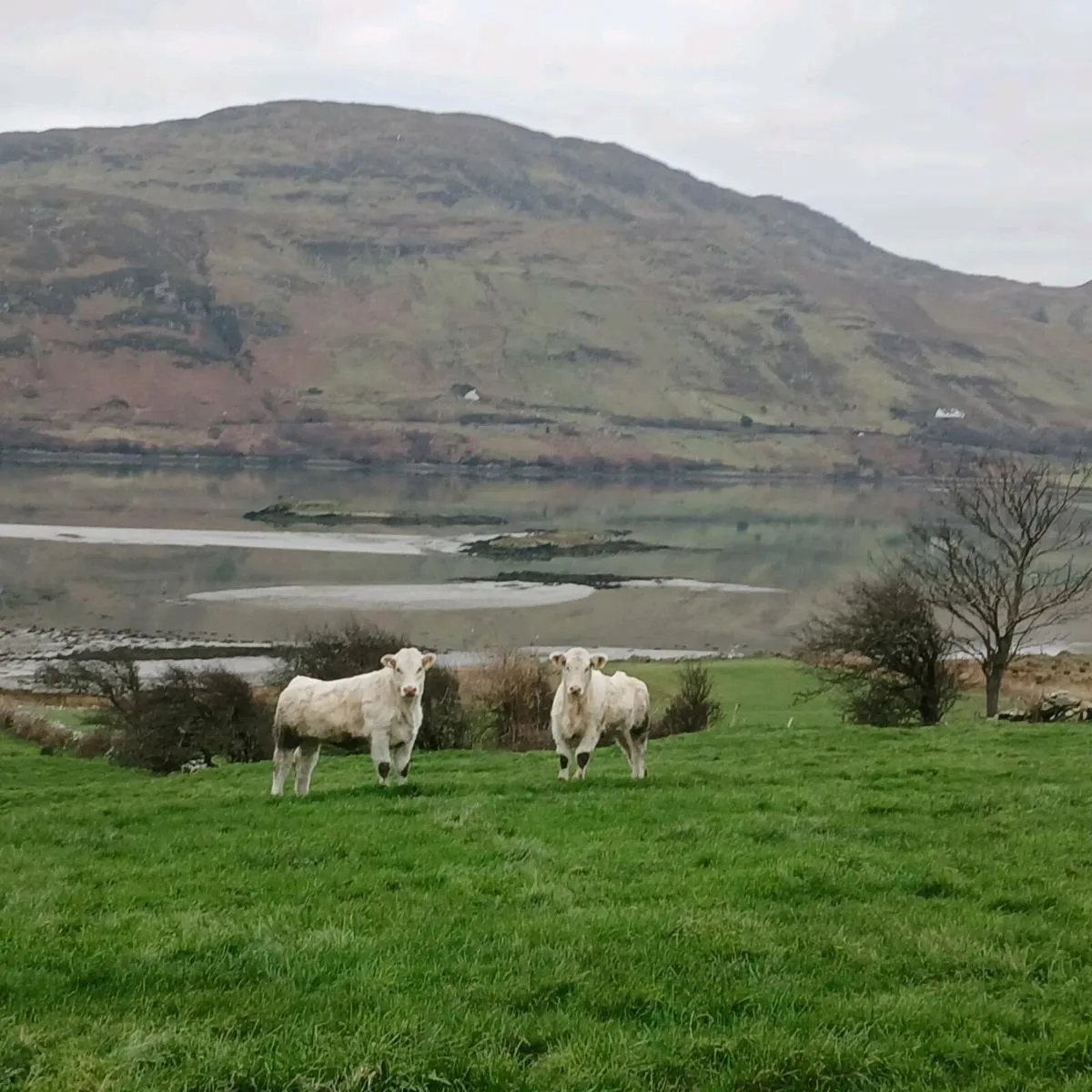 Pedigree Charolais Heifers - Image 1