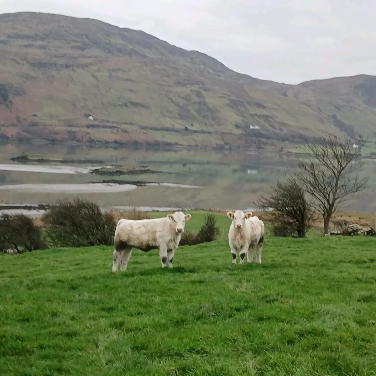 Pedigree Charolais Heifers - Image 4