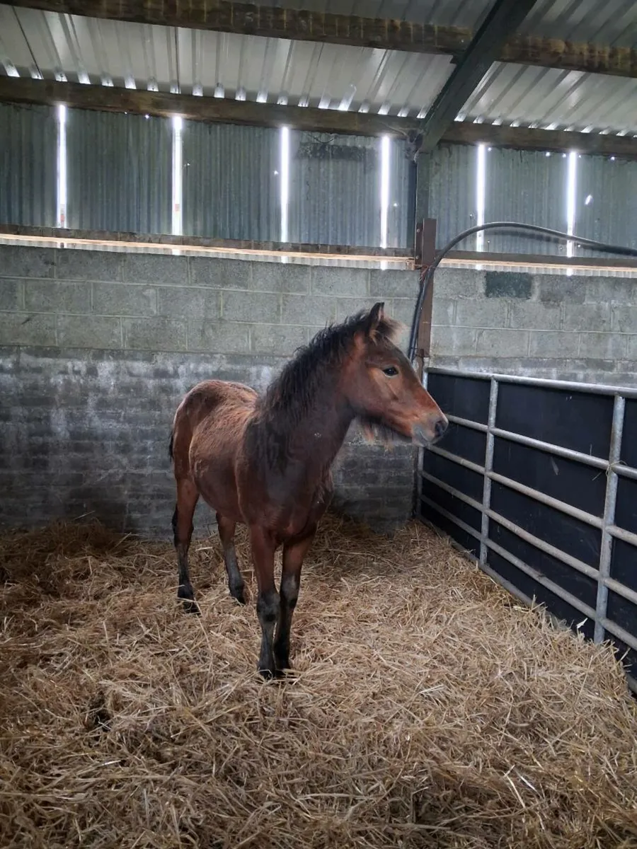 Connemara foal lightening star - Image 1