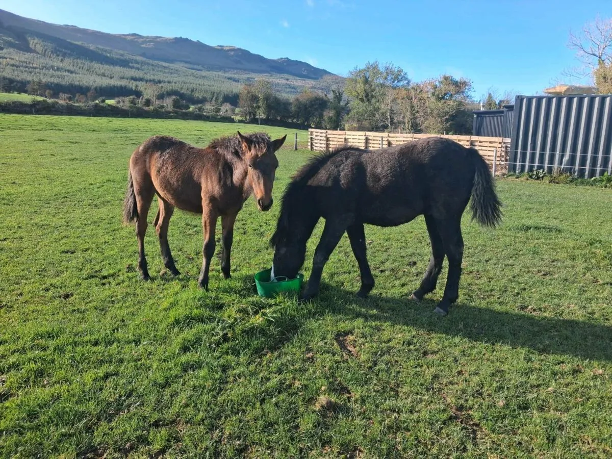 Connemara foal lightening star - Image 3