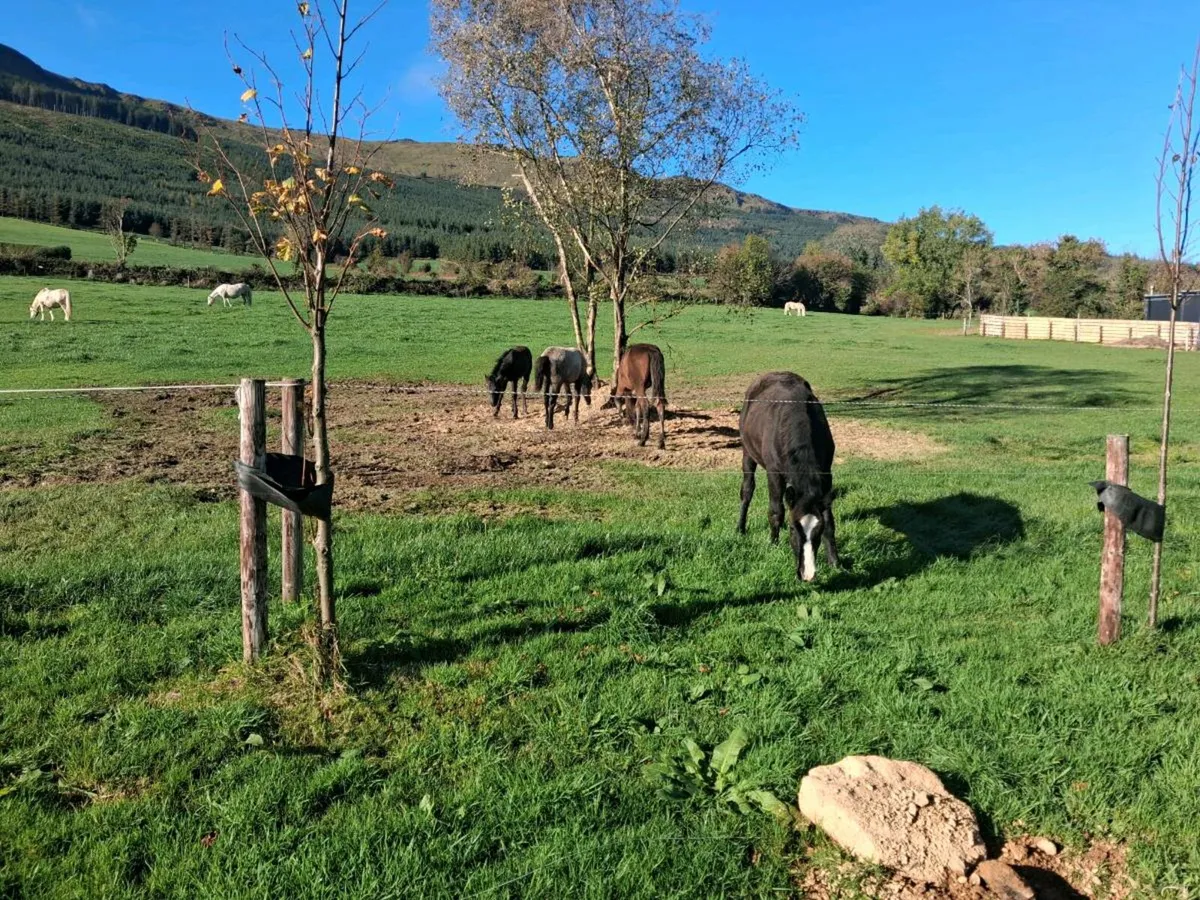 Connemara foal lightening star - Image 4