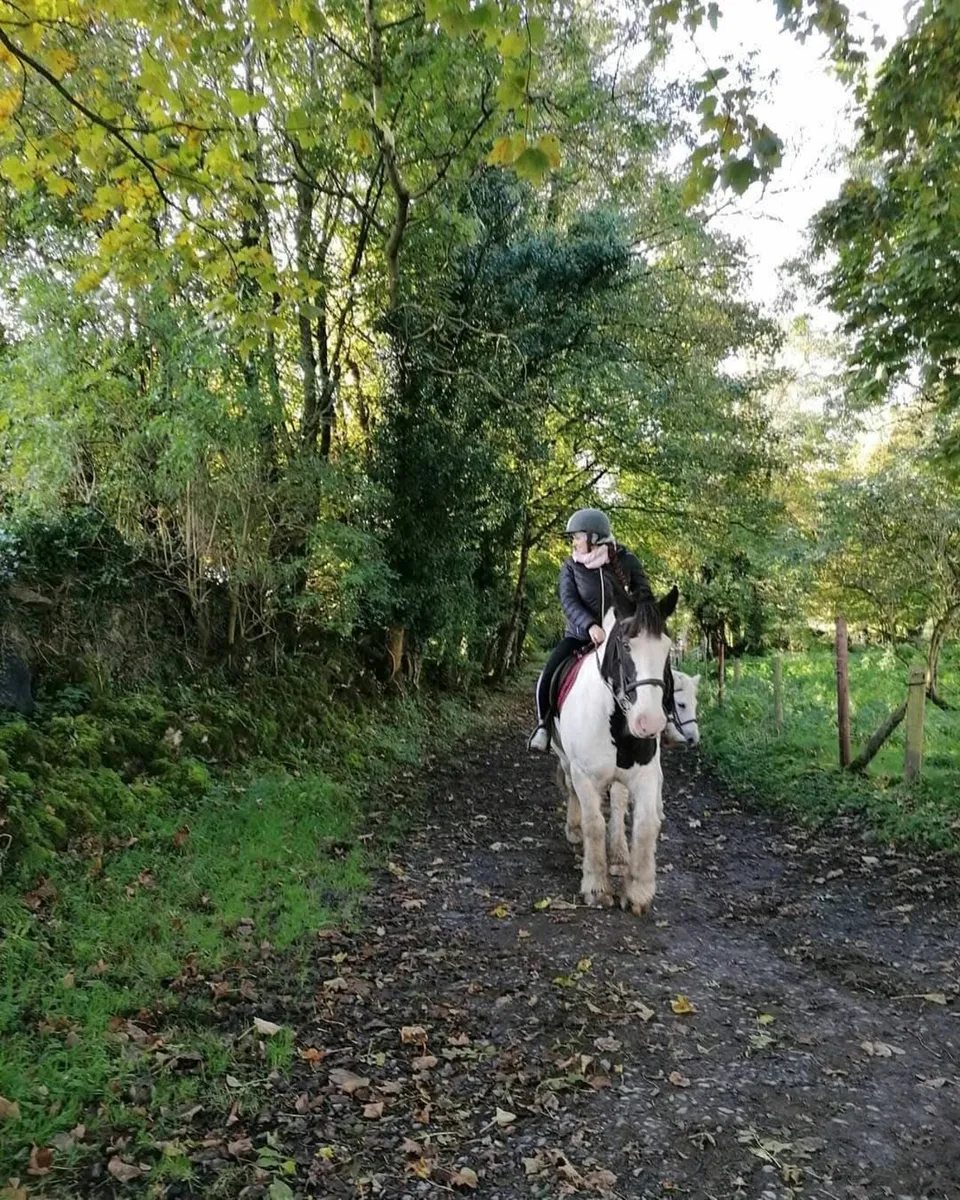 15 hands geldings - Image 4