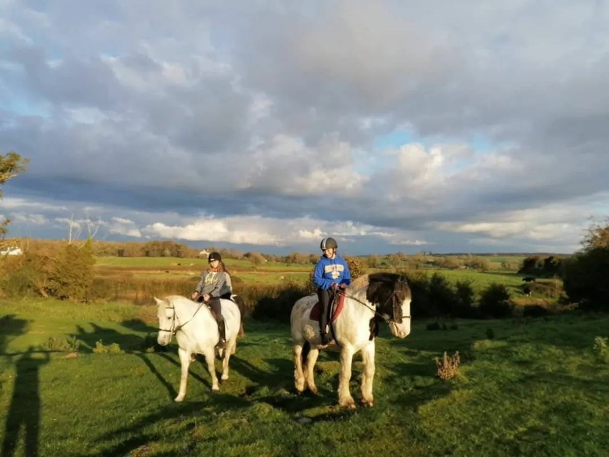 15 hands geldings - Image 1