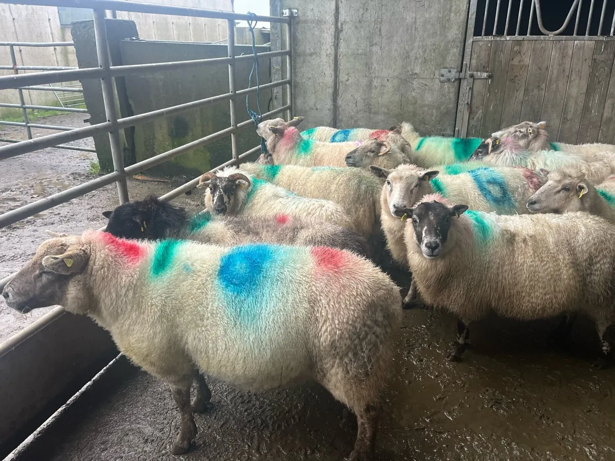 18 inlamb ewes - Image 1