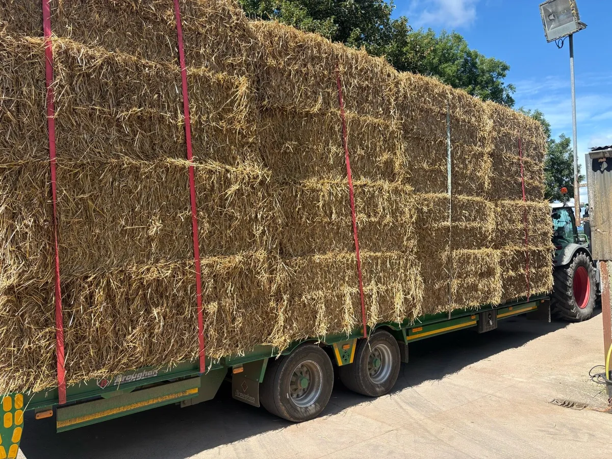 Barley/ Wheat straw - Image 3