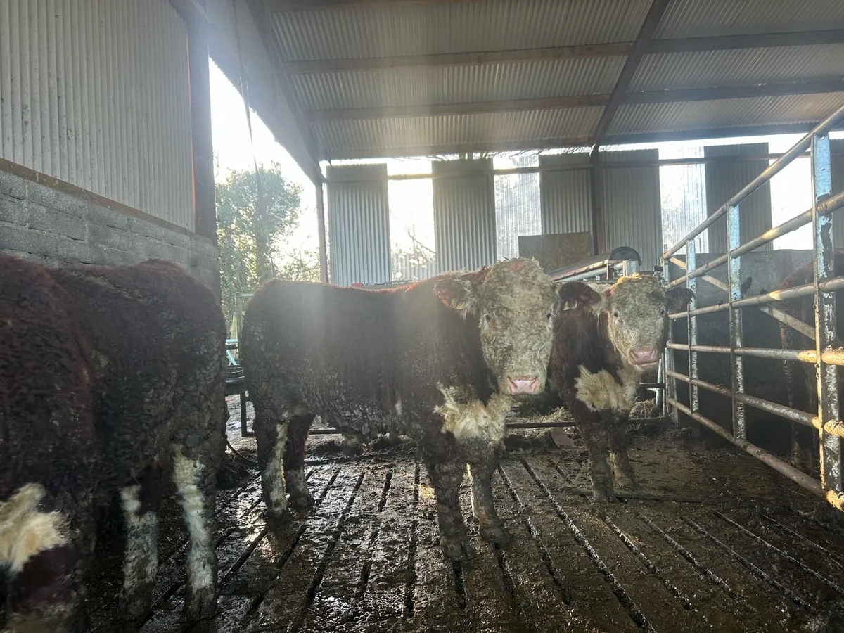 Pb Hereford bulls - Image 1