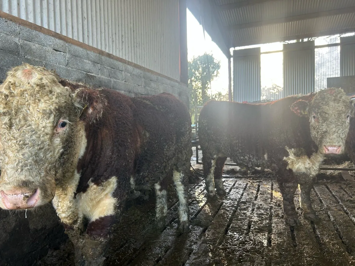 Pb Hereford bulls - Image 2