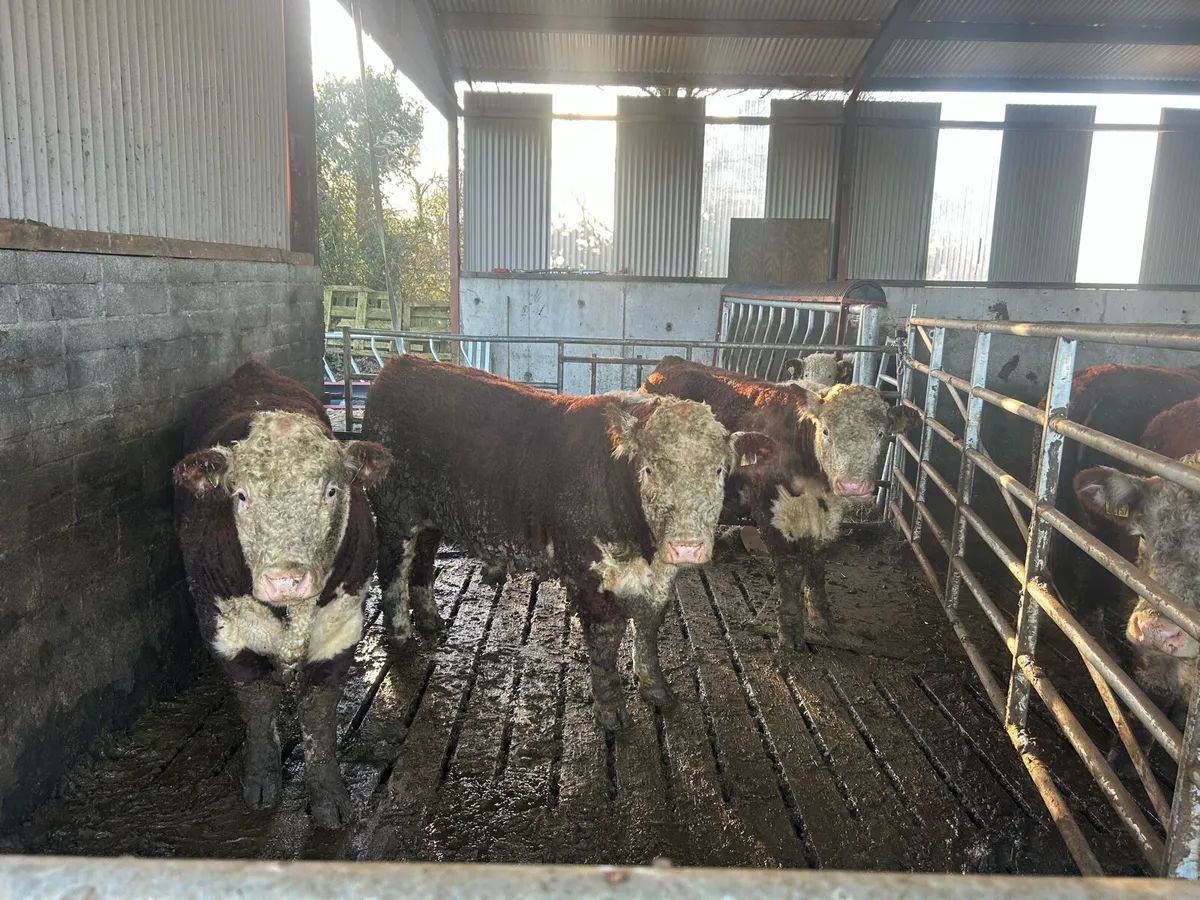 Pb Hereford bulls - Image 4