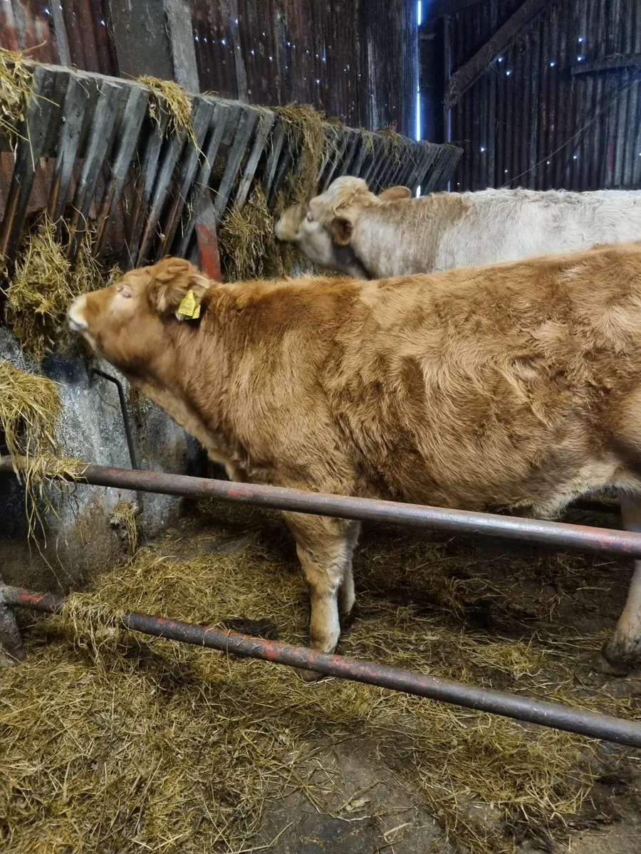 Limousine  heifer - Image 2