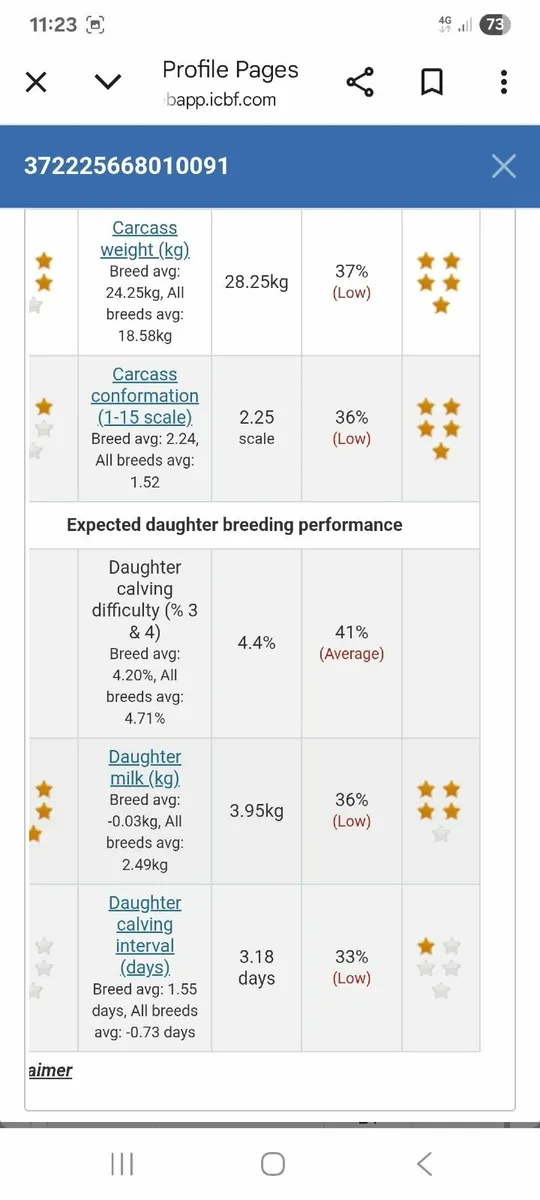 Limousine  heifer - Image 4